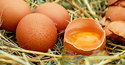 Application: A market study on the quality characteristics of eggs from different housing systems