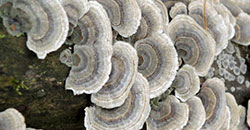 Application: Metabolization & degradation kinetics of the urban-use pesticide fipronil by white-rot fungus Trametes versicolor