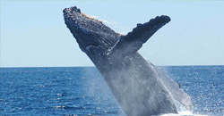 Application: Seasonal blubber testosterone concentrations of male humpback whales (Megaptera novaeangliae)
