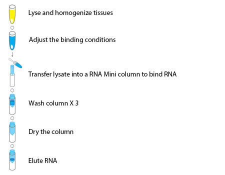 Tissue RNA