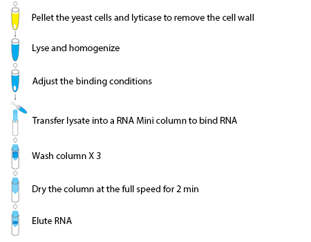 Yeast RNA