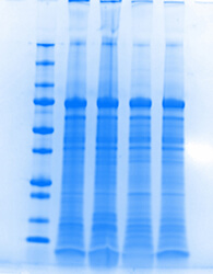Drosophila protein extracts analyzed by SDS PAGE