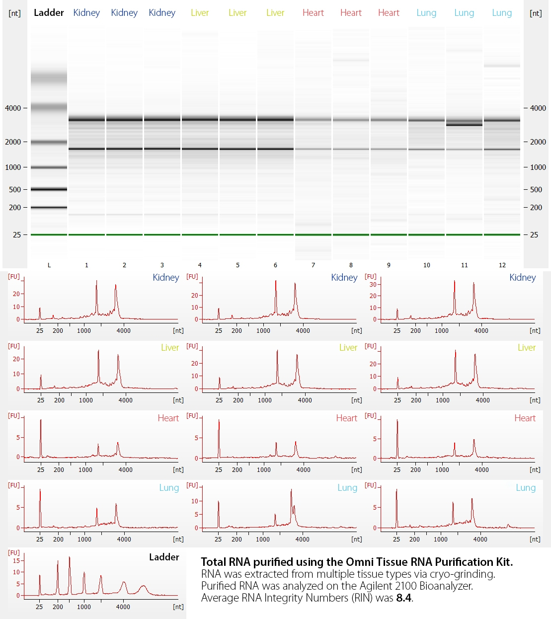 Total RNA purified using the Omni Tissue RNA Purification Kit. RNA was extracted from multiple tissue types via cryo-grinding. Purified RNA was analyzed on the Agilent 2100 Bioanalyzer. Average RNA Integrity Numbers (RIN) was 8.4.
